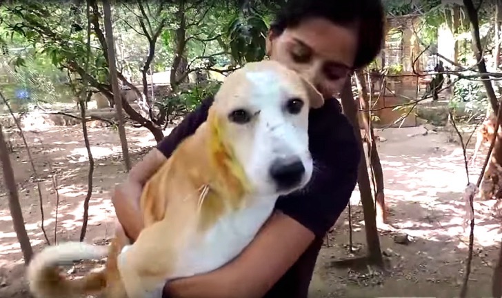 perrito-2-ps