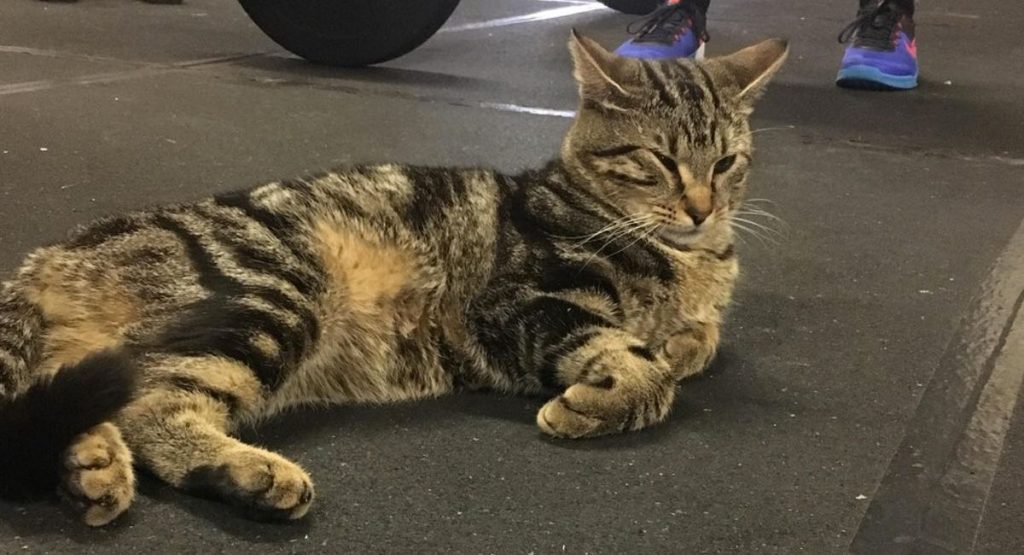 Cuantos Años Vive Un Gato Gordo