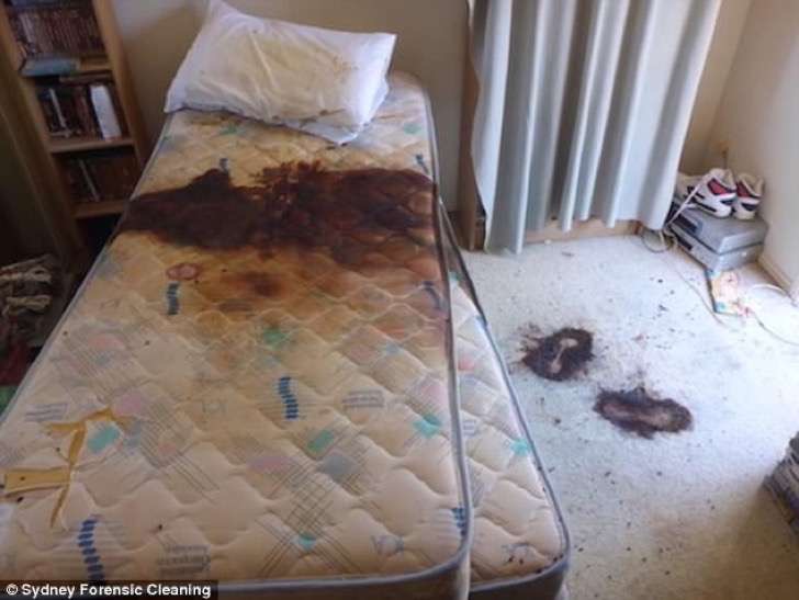 Cat Pee On Bed Sheets Cat Pee On Bed Sheets
