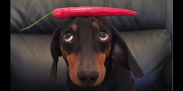 Perro Con Sandia En La Cabeza