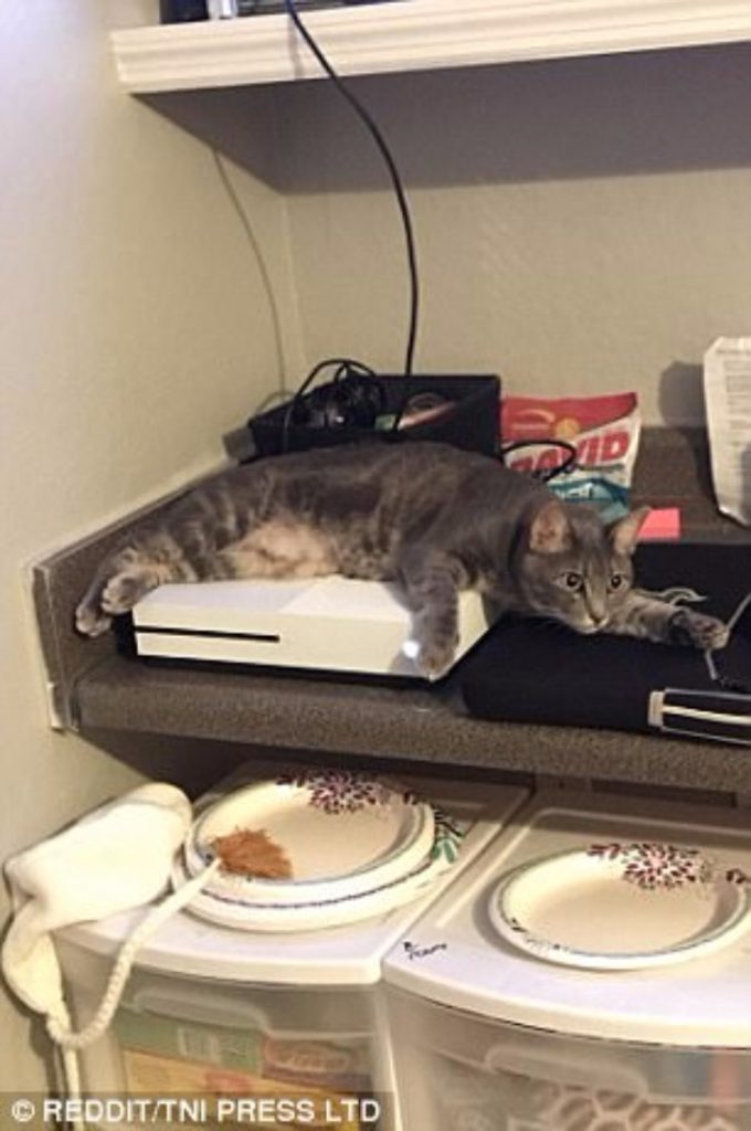 Como Hacer Que Un Gato Venga Hacia Ti