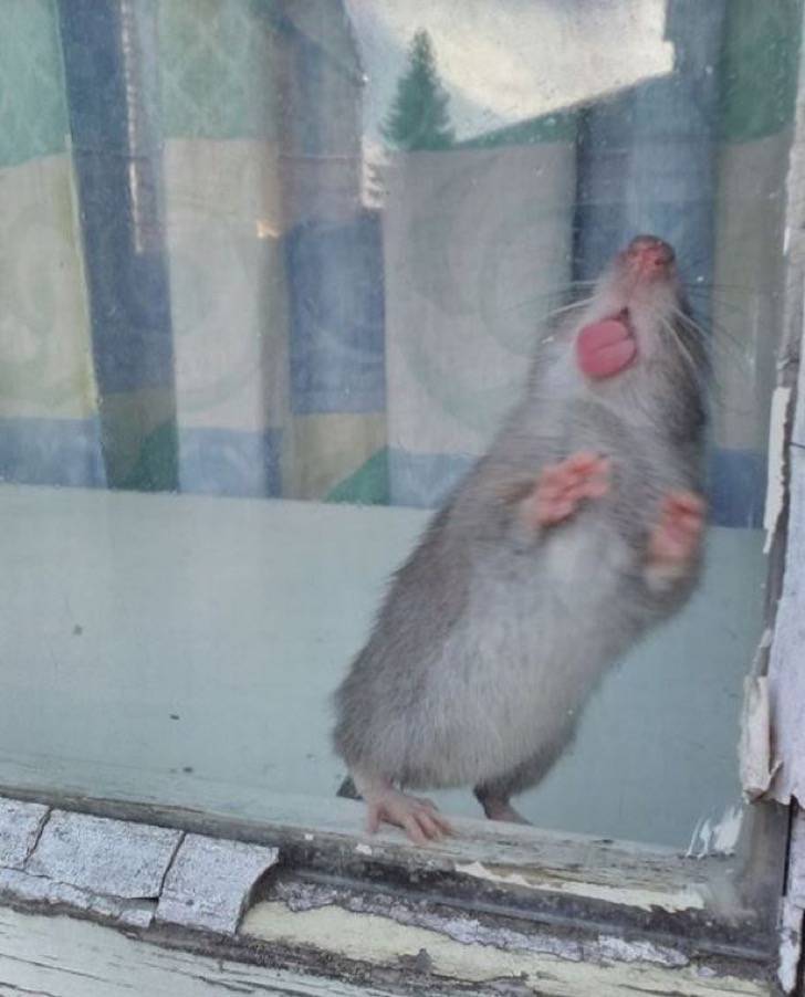 Descubren que su vecino vive en una casa infestada de ratas. Dicen que