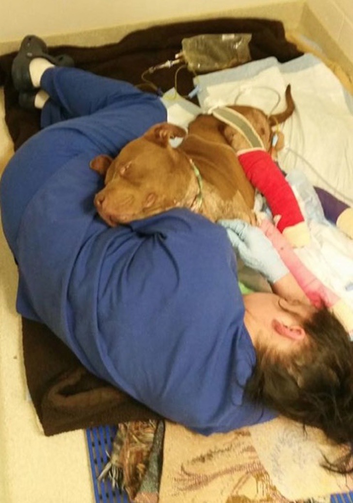 Lo obligaban a pelear con otros perros y perdió una pierna. Amó su