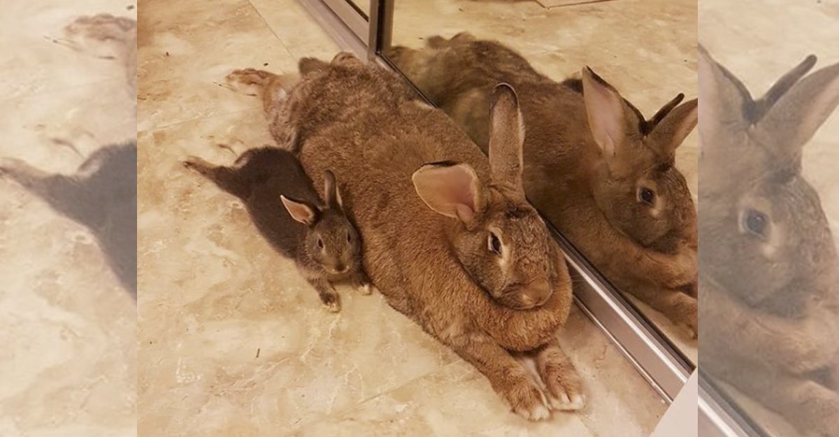 Hay Que Tapar A Los Conejos Para Dormir
