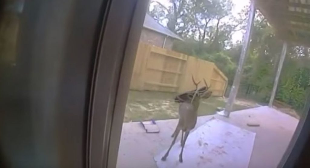 Hallaron un ciervo atado a un árbol. Al llamar a la policía, el animal