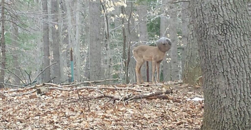 Ve a un ciervo caminar por su patio. Algo extraño en su cabeza le dice