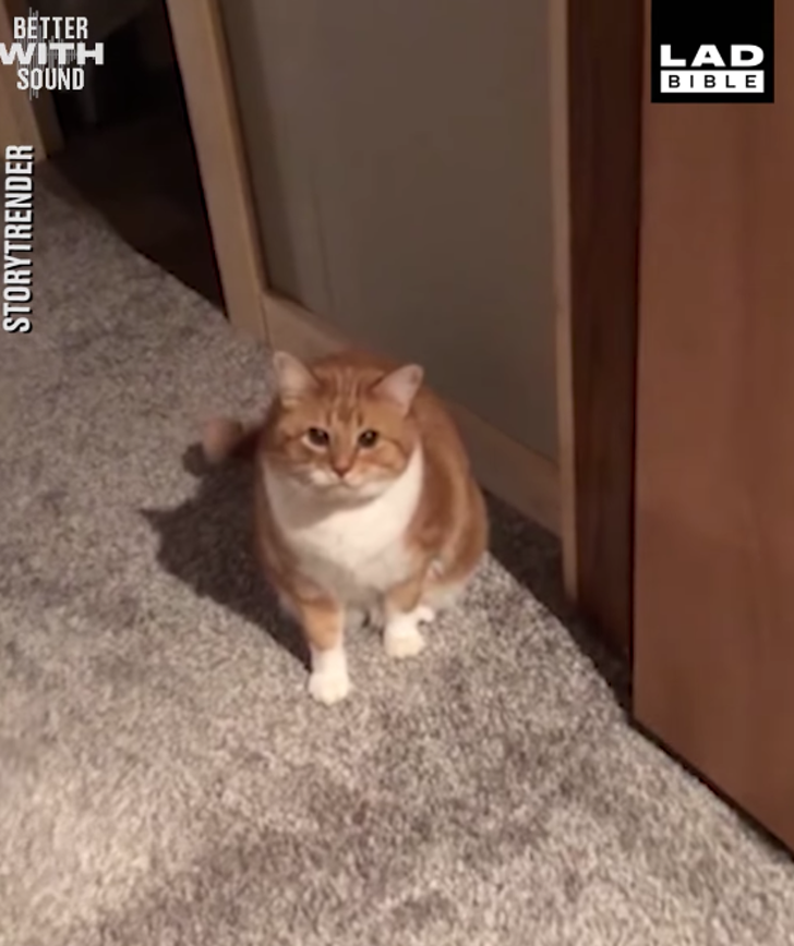 Como Hacer Que Un Gato Venga Hacia Ti