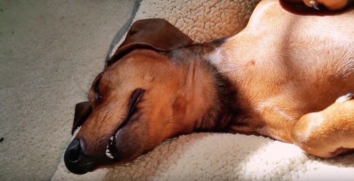 Los Perros Escuchan Al Bebe En La Panza