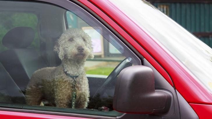 Ein Hund wurde mit einem Zettel im Auto gelassen. Auf dem Zettel steht