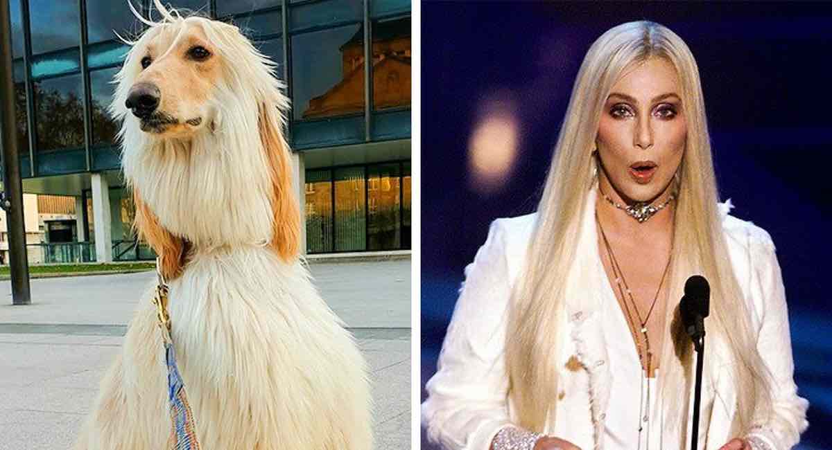 21 famosos que tienen un doble peludo y de cuatro patas. Un perro es idéntico a Richard Gere