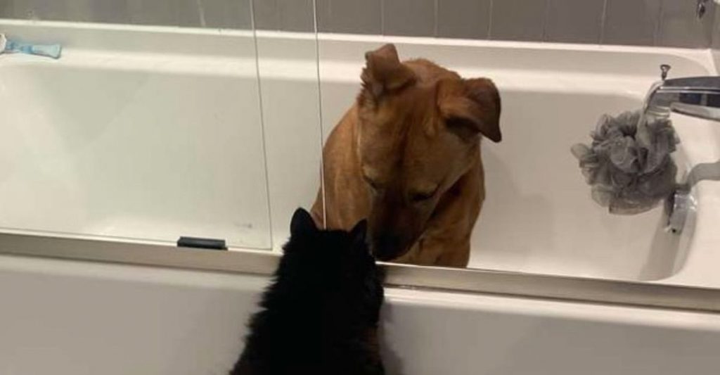 Gato consoló a la perra de la casa durante una tormenta. Se quedó