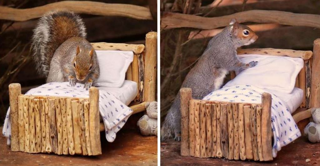 Mujer hace adorable cama para las ardillas que viven en su jardín