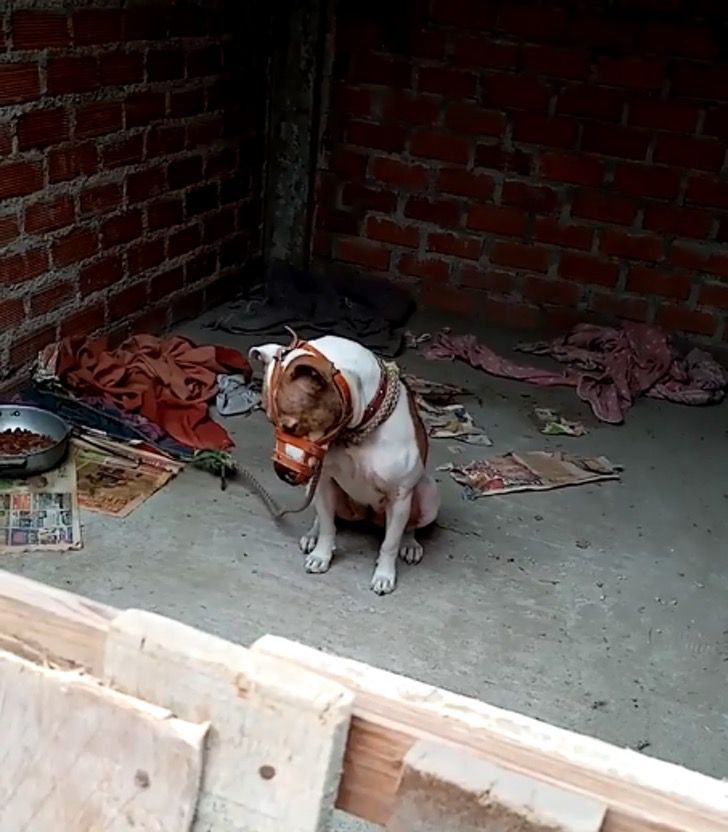 Con Un Bozal El Perro Puede Ladrar