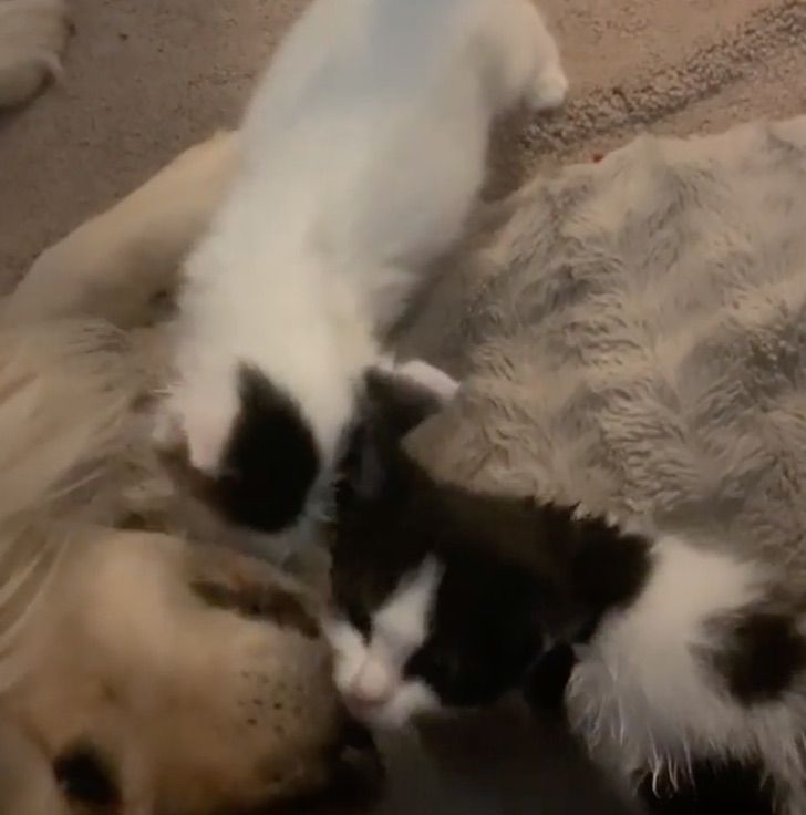 Los Gatitos Extranan A Sus Hermanos