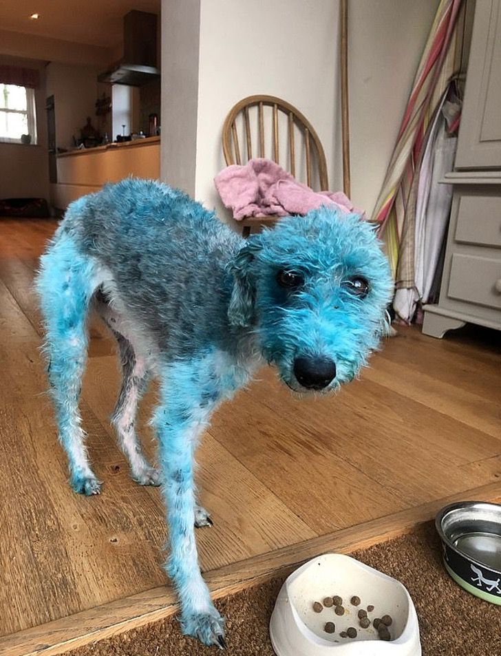 Las De Blue Dibujo Animado Sobre Una Perrita