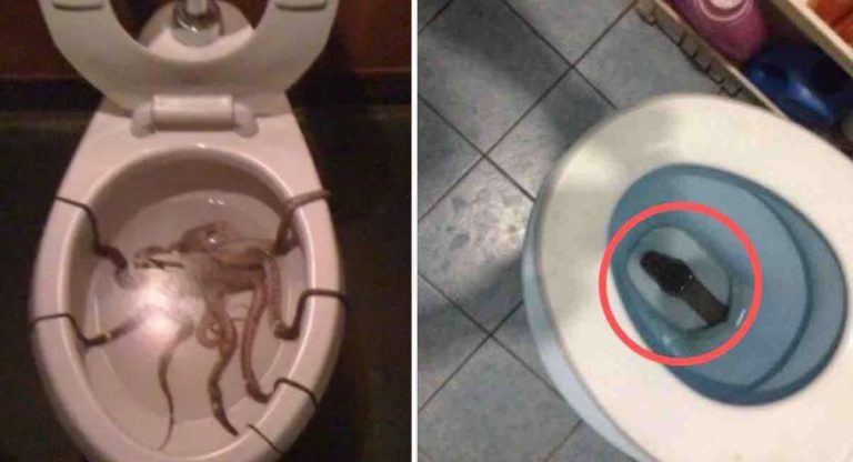 Como Sacar Una Rata Del Inodoro