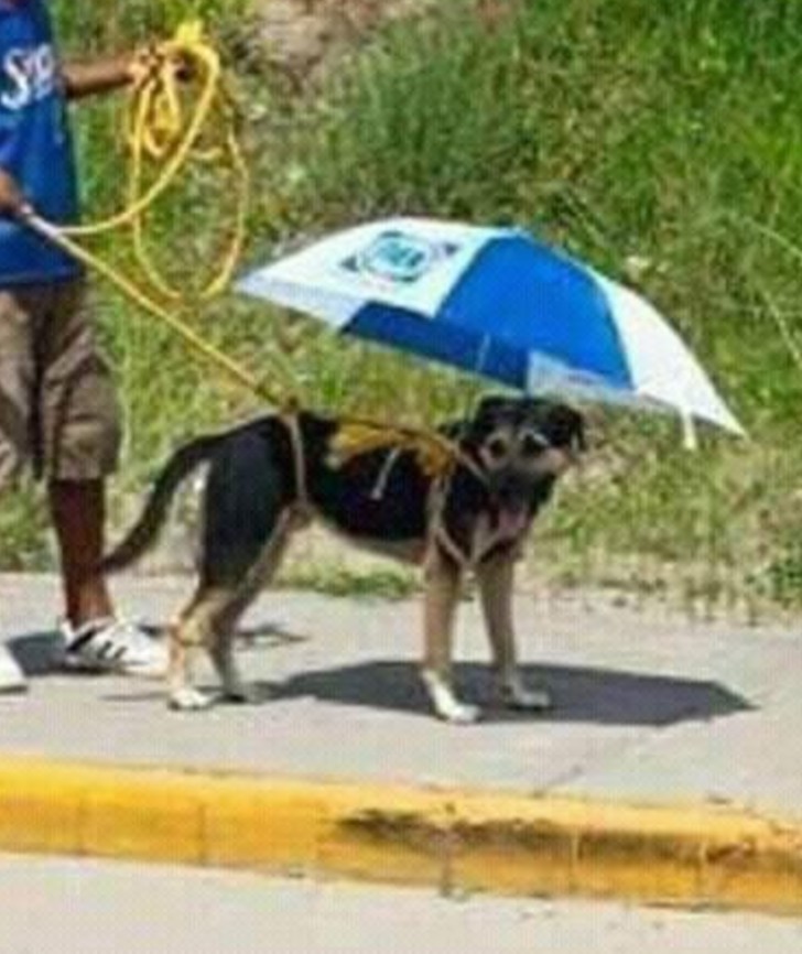 Niño le fabrica una sombrilla a su perrito para protegerlo del calor
