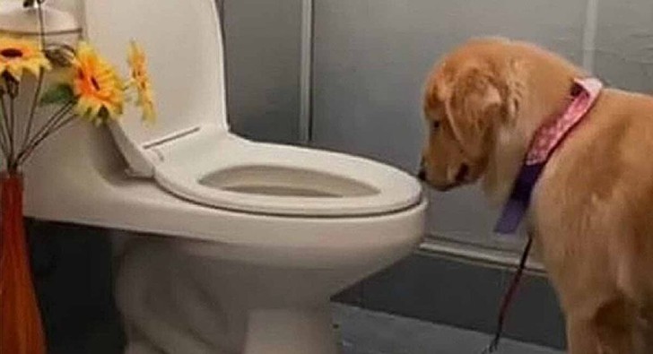 Cachorro aprendió a hacer sus necesidades en la taza del baño. Se