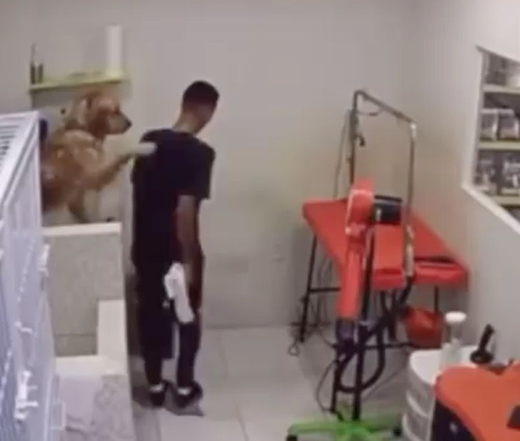 Que Siente Un Perro Cuando Le Das Un Beso