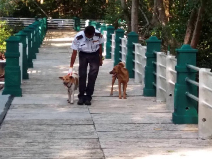 estos callejeritos son los guardianes del orden en parque estos callejeritos son los guardianes del orden en parque