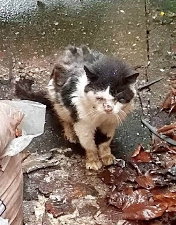 Mi Gatito Se Tambalea Al Caminar