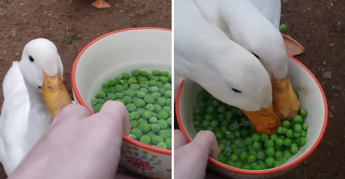 Recomiendan maíz y guisantes como alimento para patos. Darles trozos de