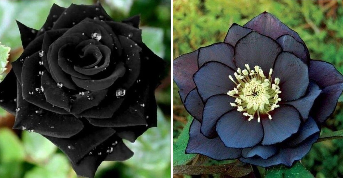 10 flores góticas que querrás tener en el jardín de tu casa. Ni su
