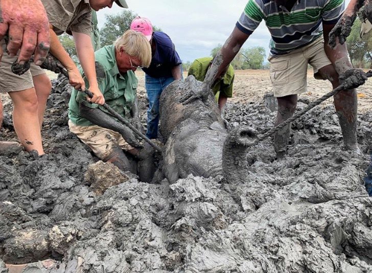 Dramático rescate de 2 elefantes bebé atrapados en una trampa de barro image elefante1