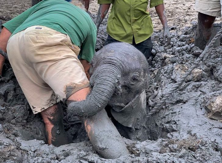Dramático rescate de 2 elefantes bebé atrapados en una trampa de barro image elefante2