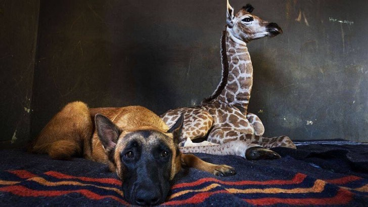 Triste final: murió Jazz, la jirafa abandonada por su madre que fue adoptada por un perro imagen e4 1