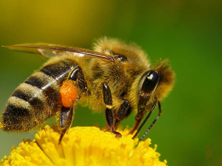 ABEJA