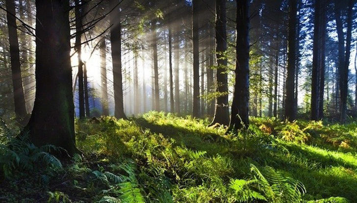 Resultado de imagen de bosques