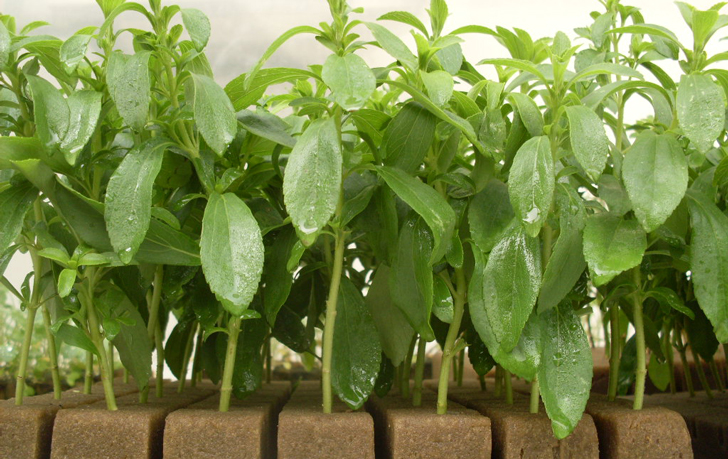 Cómo cultivar Stevia: una planta de múltiples beneficios Cómo cultivar Stevia: una planta de múltiples beneficios