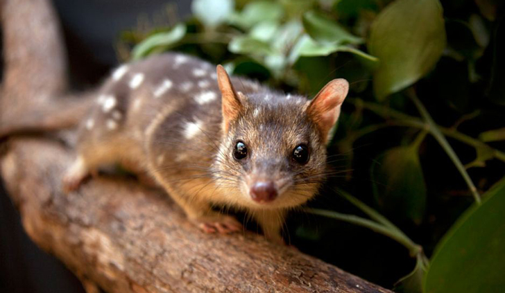 En Australia se ha propuesto un plan para permitir la tenencia de