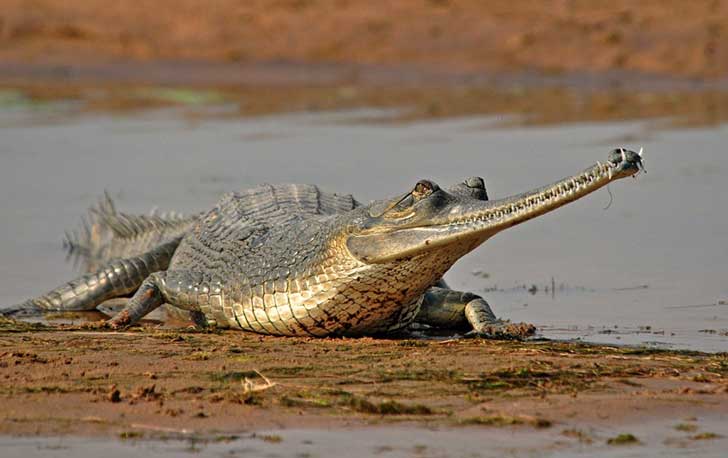 Gharials-Chambal-River-1024x644.jpg
