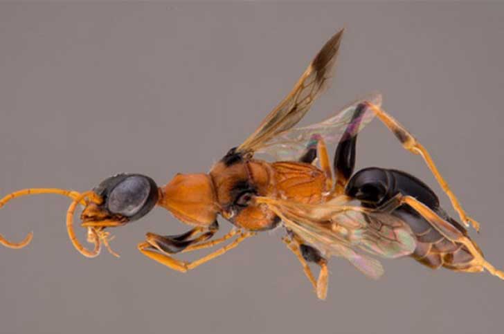 dementor-wasp_0