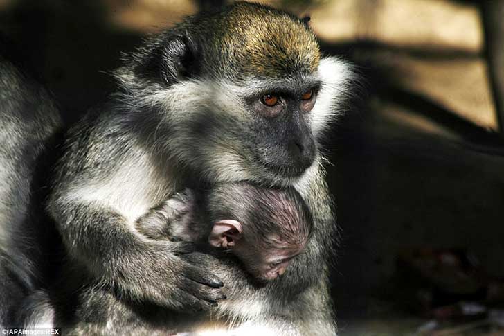 2544B4C600000578-2936551-With_no_government_body_in_Gaza_that_oversees_zoos_and_no_animal-a-63_1422981247883