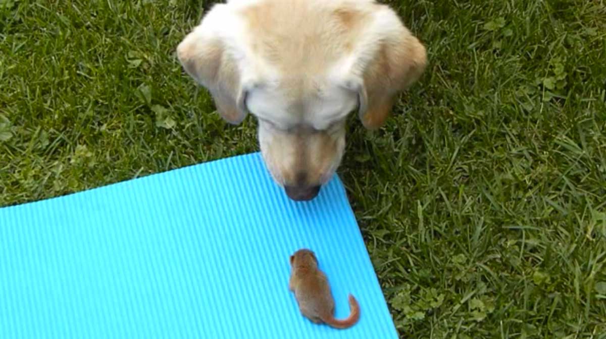 Nunca imaginó que su perro podría reaccionar así, ante tan inusual