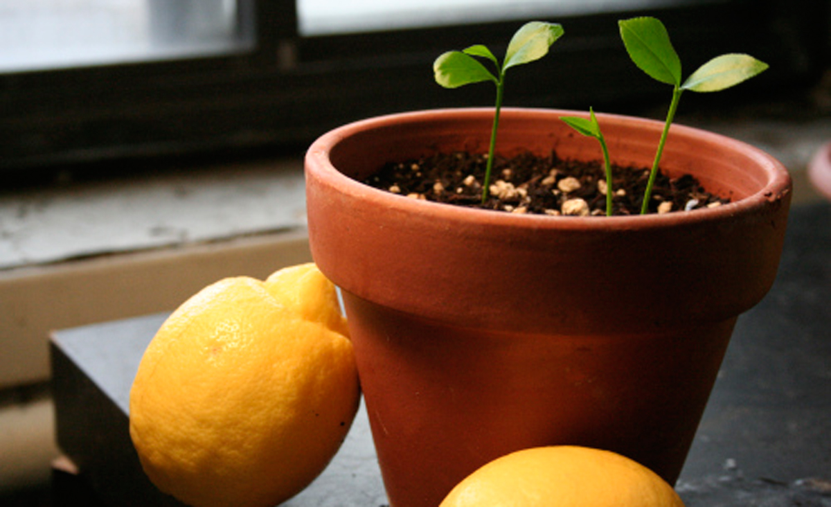 Sigue estos sencillos pasos para obtener tu propio árbol de limones
