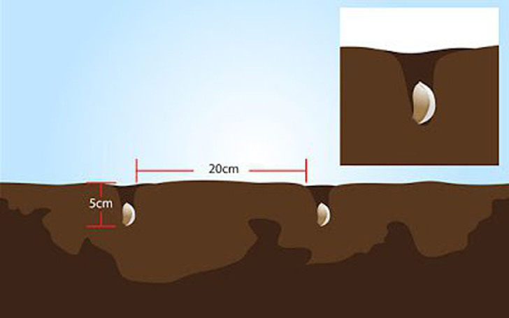 vegetales_comprar_una_vez_5