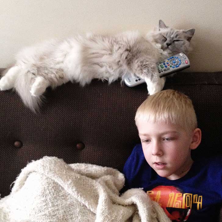 Como Saber Si Un Gato Es Mudo