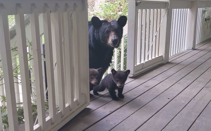 Mama bear takes her cubs to where she is always fed. She introduced them to  her favorite humans | Upsocl