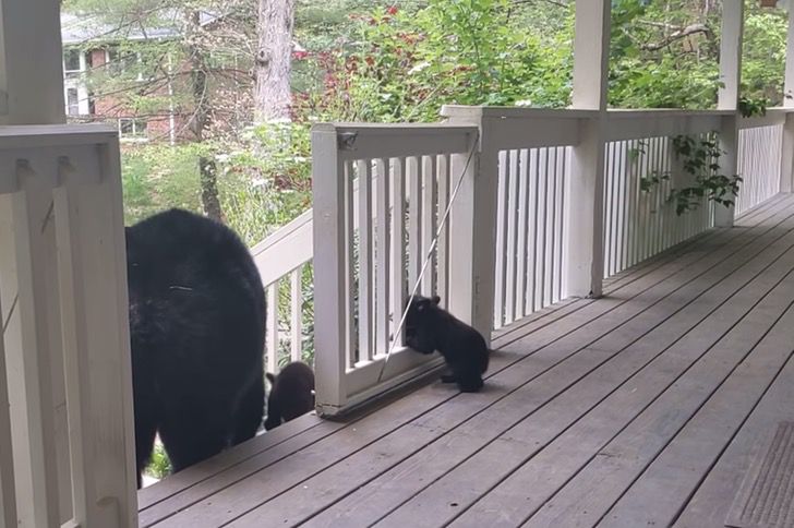Mama bear takes her cubs to where she is always fed. She introduced them to  her favorite humans | Upsocl